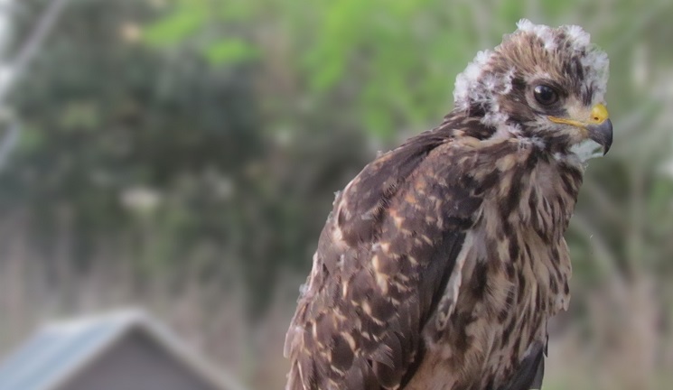 Wild Rescues Hero Image