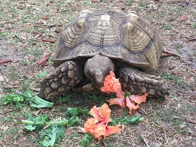 Tortoise eating vegetation