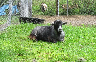goat lying in the grass